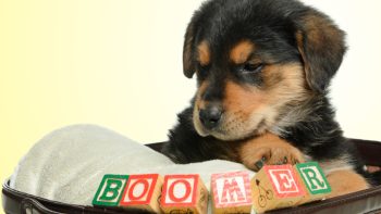 Pet Name Generator